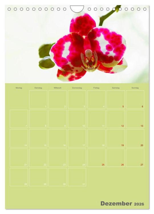 Produktbild: Nachtfalterorchideen in High Dynamic (Wandkalender 2026 DIN A4 hoch), CALVENDO Monatskalender