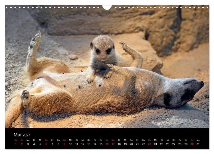 Produktbild: Lustige Erdm&auml;nnchen (Wandkalender 2027 DIN A3 quer), CALVENDO Monatskalender