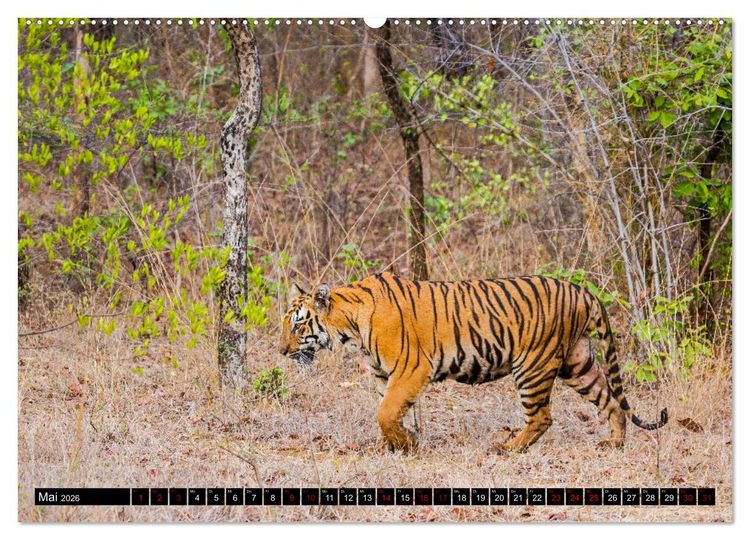 Produktbild: Indien - Im Reich des Tigers (Wandkalender 2026 DIN A2 quer), CALVENDO Monatskalender