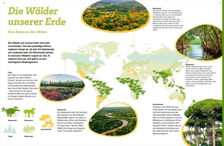 Produktbild: WAS IST WAS Der Wald. Zwischen Bl&auml;ttern und Zapfen