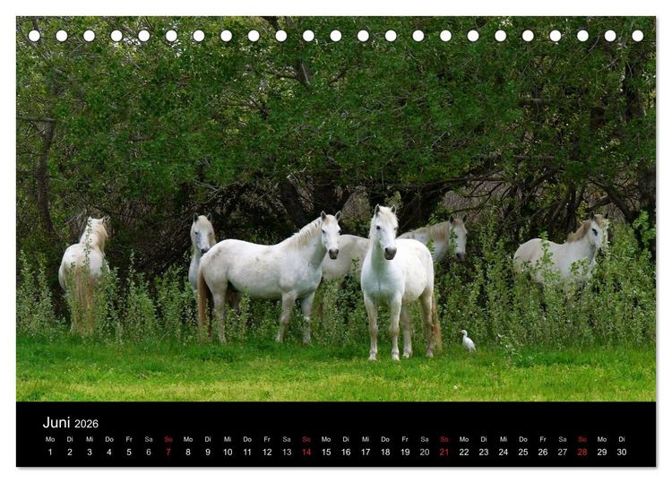 Produktbild: Faszination Pferde (Tischkalender 2026 DIN A5 quer), CALVENDO Monatskalender