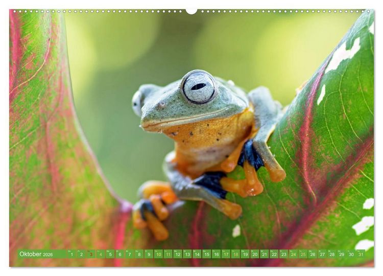 Produktbild: Leben im Dschungel: Der Regenwald ist ein Paradies f&uuml;r Tiere (hochwertiger Premium Wandkalender 2026 DIN A2 quer), Kunstdruck in Hochglanz