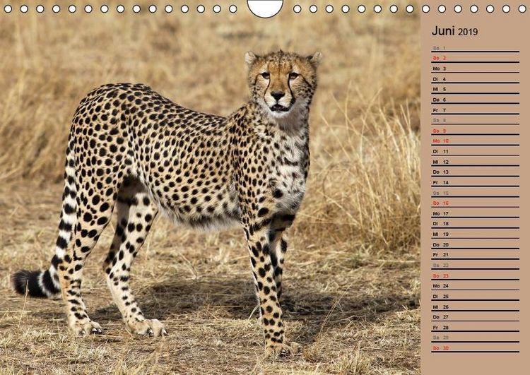Produktbild: Herzog, M: Geparden - Ein Leben in Afrika (Wandkalender 2019