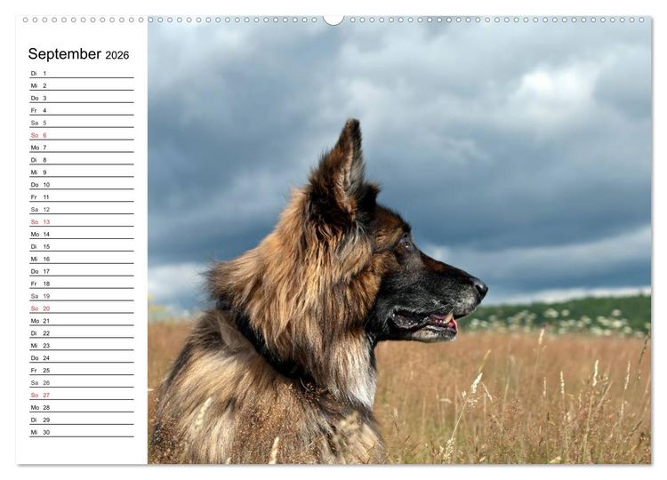 Produktbild: Deutsche Sch&auml;ferhunde - Liebenswerte Graunasen (Wandkalender 2026 DIN A2 quer), CALVENDO Monatskalender