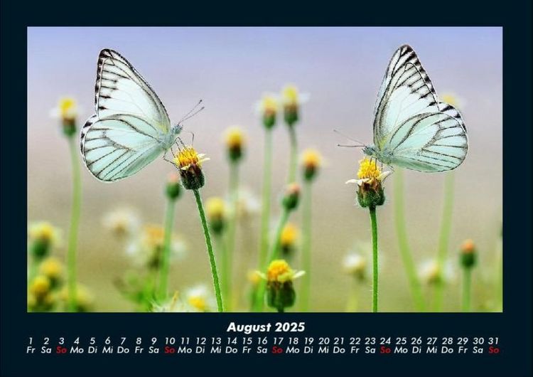 Produktbild: Bunte Pracht der Schmetterlinge 2025 Fotokalender DIN A4
