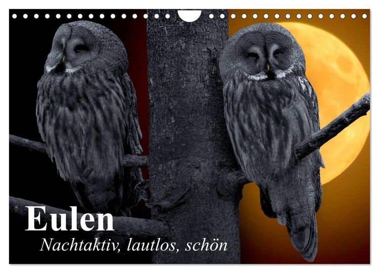Produktbild: Eulen. Nachtaktiv, lautlos, sch&ouml;n (Wandkalender 2026 DIN A4 quer), CALVENDO Monatskalender