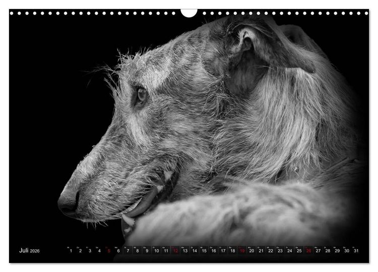 Produktbild: Galgo Espa&ntilde;ol - der spanische Windhund 2026 (Wandkalender 2026 DIN A3 quer), CALVENDO Monatskalender