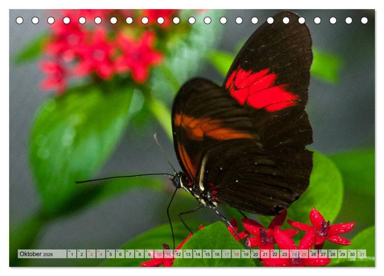 Produktbild: Schmetterlinge - zarte Gesch&ouml;pfe der Natur (Tischkalender 2026 DIN A5 quer), CALVENDO Monatskalender