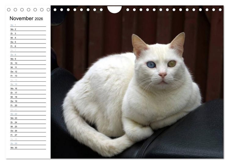 Produktbild: Katzensprung (Wandkalender 2026 DIN A4 quer), CALVENDO Monatskalender