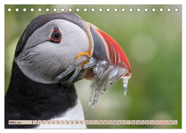 Produktbild: Papageitaucher - Puffins (Tischkalender 2027 DIN A5 quer), CALVENDO Monatskalender