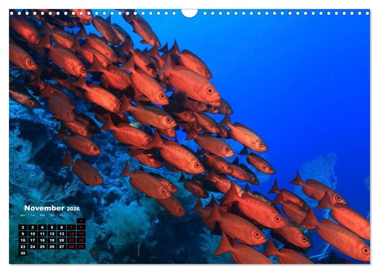 Produktbild: Magical Underwater World (Wall Calendar 2026 DIN A3 landscape), CALVENDO 12 Month Wall Calendar