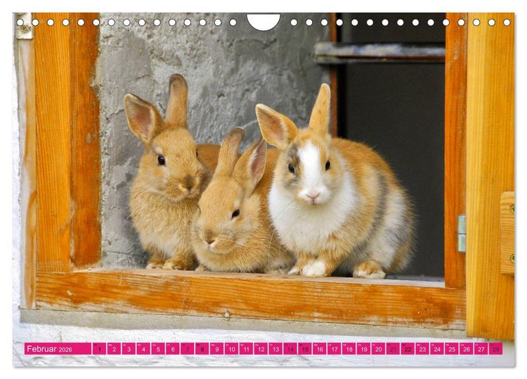 Produktbild: Kaninchen. Putzig, flauschig und geliebt (Wandkalender 2026 DIN A4 quer), CALVENDO Monatskalender