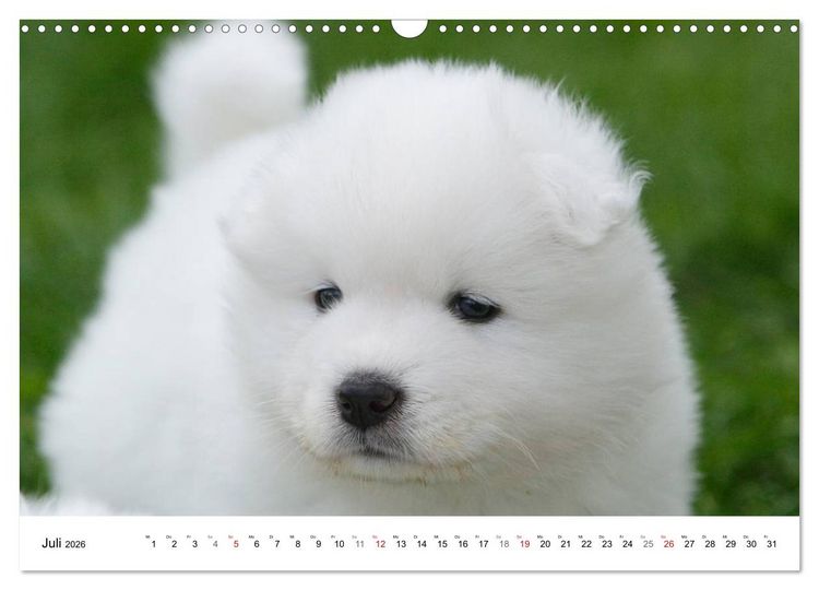 Produktbild: Samojeden Welpen (Wandkalender 2026 DIN A3 quer), CALVENDO Monatskalender