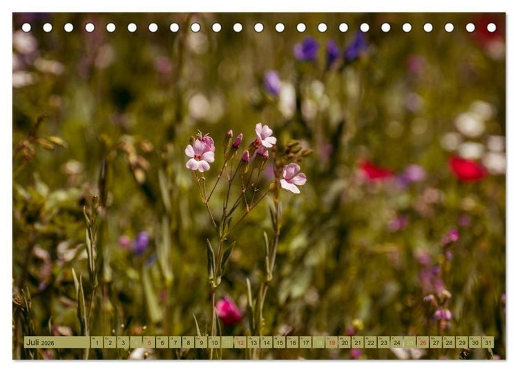 Produktbild: Wildwuchs 2026 (Tischkalender 2026 DIN A5 quer), CALVENDO Monatskalender