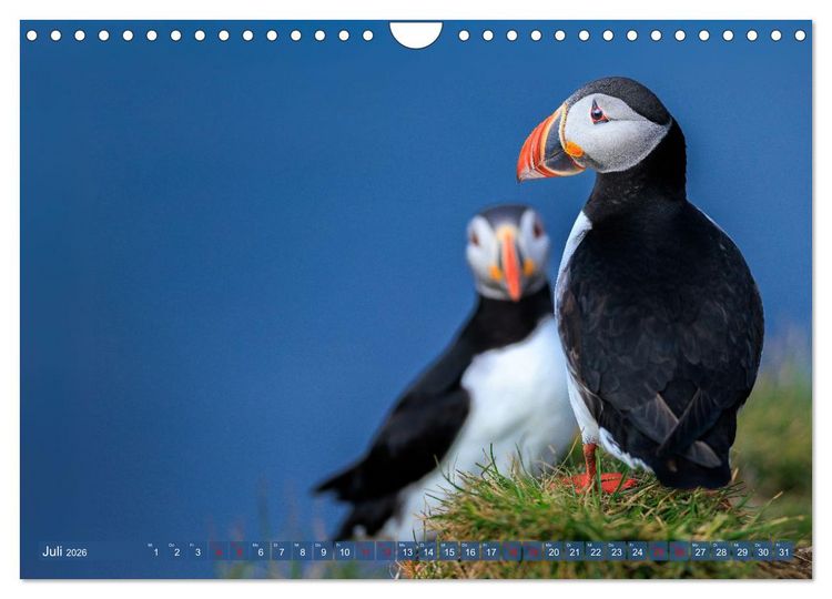 Produktbild: Puffins - Papageientaucher auf Island (Wandkalender 2026 DIN A4 quer), CALVENDO Monatskalender