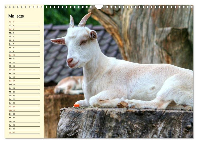 Produktbild: Ziegen. Lustige Ausbruchsk&uuml;nstler (Wandkalender 2026 DIN A3 quer), CALVENDO Monatskalender