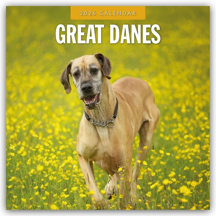 Produktbild: Great Danes – Deutsche Dogge 2026 – 16-Monatskalender