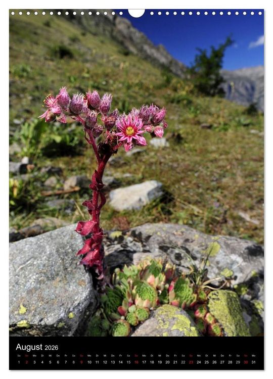 Produktbild: WILDBLUMEN (Wandkalender 2026 DIN A3 hoch), CALVENDO Monatskalender