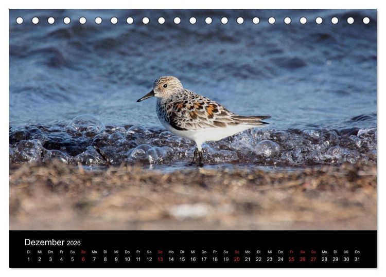 Produktbild: Limikolen Watv&ouml;gel auf dem Zug (Tischkalender 2026 DIN A5 quer), CALVENDO Monatskalender