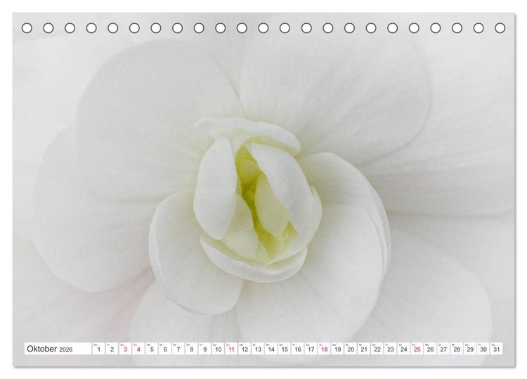 Produktbild: Traumbl&uuml;ten in Wei&szlig; (Tischkalender 2026 DIN A5 quer), CALVENDO Monatskalender