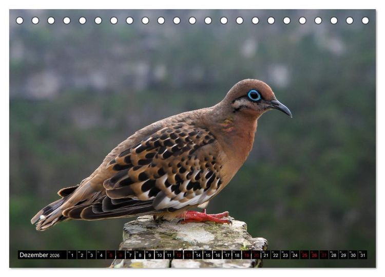 Produktbild: Naturparadies Galapagos - UNESCO Weltkulturerbe (Tischkalender 2026 DIN A5 quer), CALVENDO Monatskalender