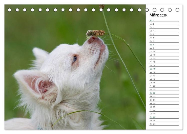 Produktbild: Chihuahuas - kleine Herzensbrecher (Tischkalender 2026 DIN A5 quer), CALVENDO Monatskalender