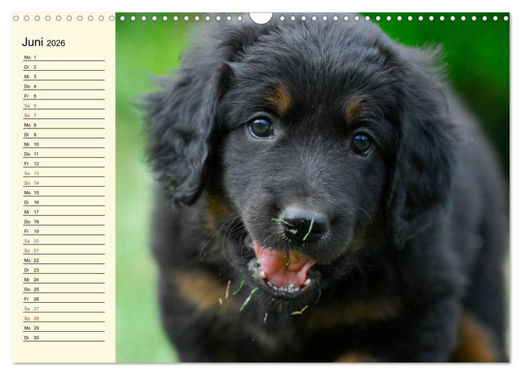Produktbild: Mein bester Freund - Der Hovawart (Wandkalender 2026 DIN A3 quer), CALVENDO Monatskalender