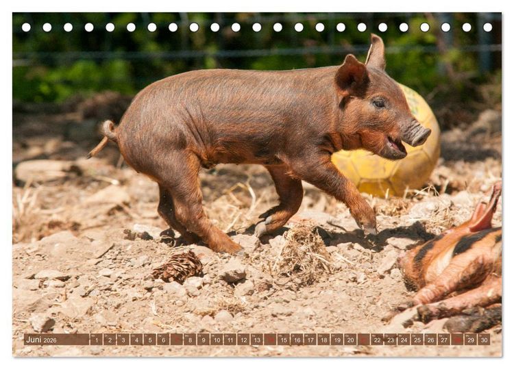Produktbild: Gl&uuml;ckliche Schweine Berkshire-Iberico Ferkel (Tischkalender 2026 DIN A5 quer), CALVENDO Monatskalender
