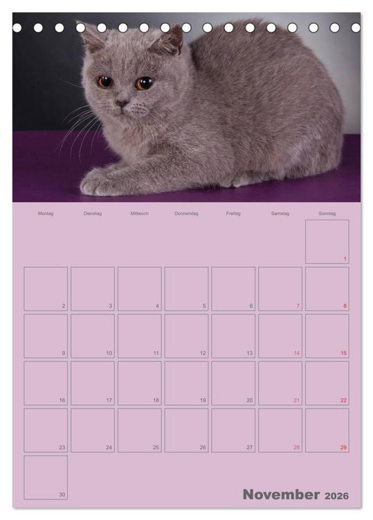 Produktbild: Britisch Kurzhaar Katzen - Planer (Tischkalender 2026 DIN A5 hoch), CALVENDO Monatskalender