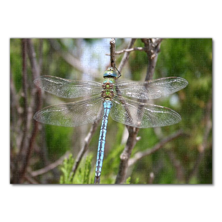 Produktbild: Lais Puzzle Libelle 500 Teile