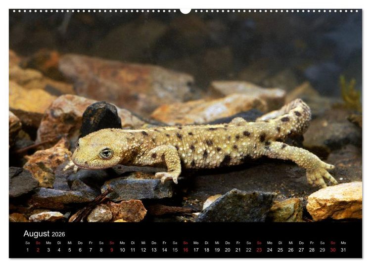 Produktbild: Salamander und Molche (Wandkalender 2026 DIN A2 quer), CALVENDO Monatskalender