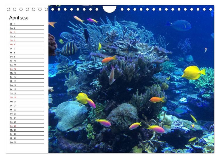 Produktbild: Tauchen - Abenteuer in Neptuns Wunderwelt (Wandkalender 2026 DIN A4 quer), CALVENDO Monatskalender