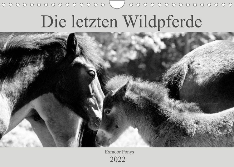 Produktbild: Die letzten Wildpferde Exmoor Ponys (Wandkalender 2022 DIN A4 quer)