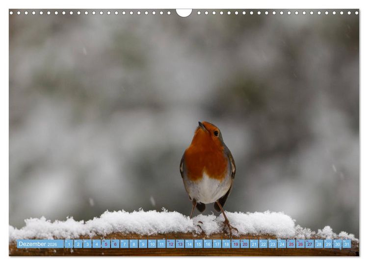Produktbild: Rotkehlchen - Fotografiert von Ostfriesenfotografie (Wandkalender 2026 DIN A3 quer), CALVENDO Monatskalender