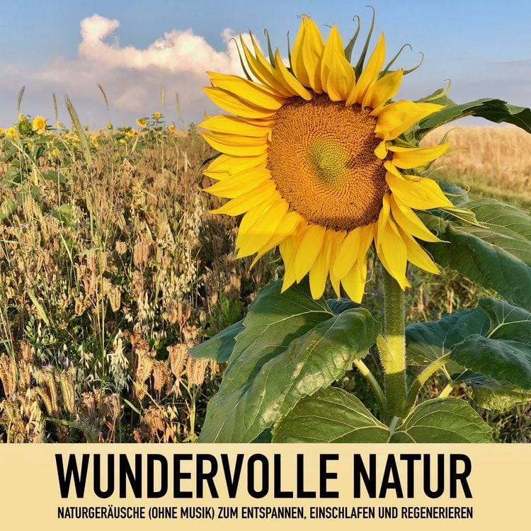 Produktbild: Wundervolle Natur: Naturger&auml;usche (ohne Musik) zum Entspannen, Regenerieren und Einschlafen