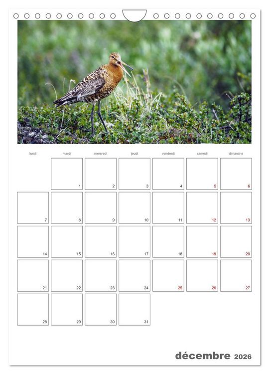Produktbild: Notre nature sauvage, oiseaux aquatiques d'Europe (Calendrier mural 2026 DIN A4 horizontal), CALVENDO calendrier mensuel