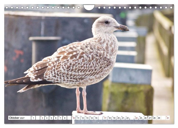 Produktbild: M&ouml;wen- Botschafter des Windes (Wandkalender 2027 DIN A4 quer), CALVENDO Monatskalender
