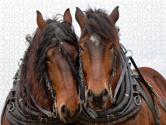 Produktbild: CALVENDO Puzzle Ein Motiv aus dem Kalender Zugpferde bei der Feldarbeit | 1000 Teile Lege-Gr&ouml;&szlig;e 64x48cm Foto-Puzzle f&uuml;r gl&uuml;ckliche Stunden