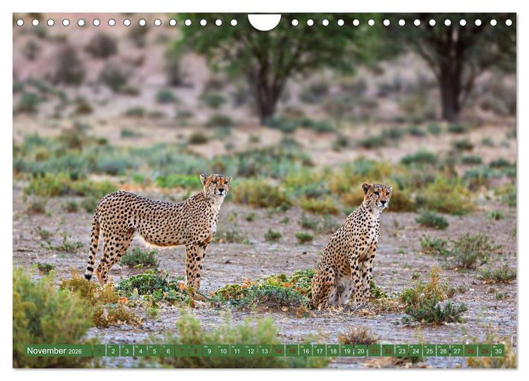 Produktbild: Afrikas Tierwelt - Geparde (Wandkalender 2026 DIN A4 quer), CALVENDO Monatskalender