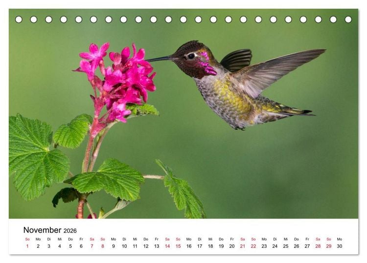 Produktbild: Kolibris - Juwelen der L&uuml;fte (Tischkalender 2026 DIN A5 quer), CALVENDO Monatskalender