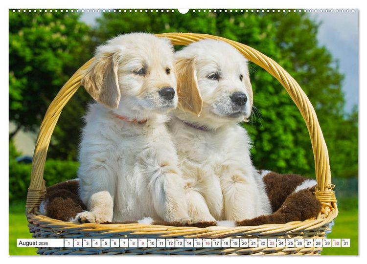 Produktbild: Goldige Herzensbrecher - Golden Retriever Welpen (hochwertiger Premium Wandkalender 2026 DIN A2 quer), Kunstdruck in Hochglanz