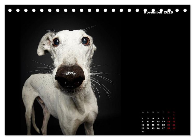 Produktbild: Die Stimme der Windhunde (Tischkalender 2026 DIN A5 quer), CALVENDO Monatskalender