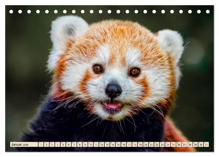 Produktbild: Kleiner Panda (Tischkalender 2026 DIN A5 quer), CALVENDO Monatskalender