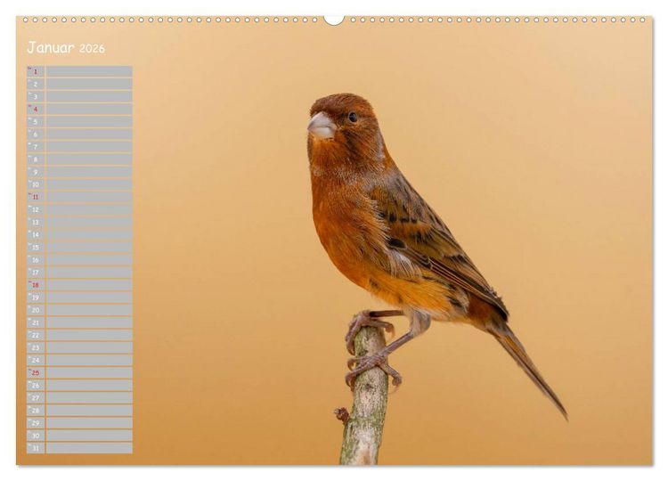 Produktbild: Kanarienv&ouml;gel - Bunte Welt (hochwertiger Premium Wandkalender 2026 DIN A2 quer), Kunstdruck in Hochglanz