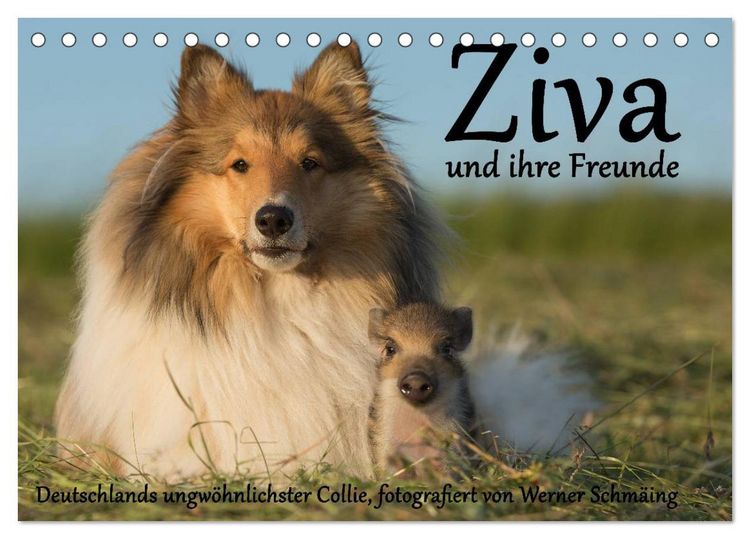 Produktbild: Ziva und ihre Freunde (Tischkalender 2026 DIN A5 quer), CALVENDO Monatskalender