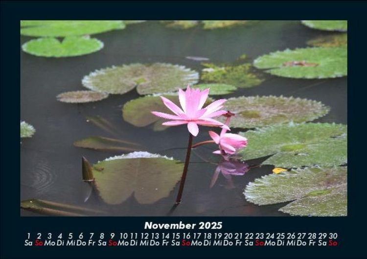 Produktbild: Rosen-Kalender 2025 Fotokalender DIN A5
