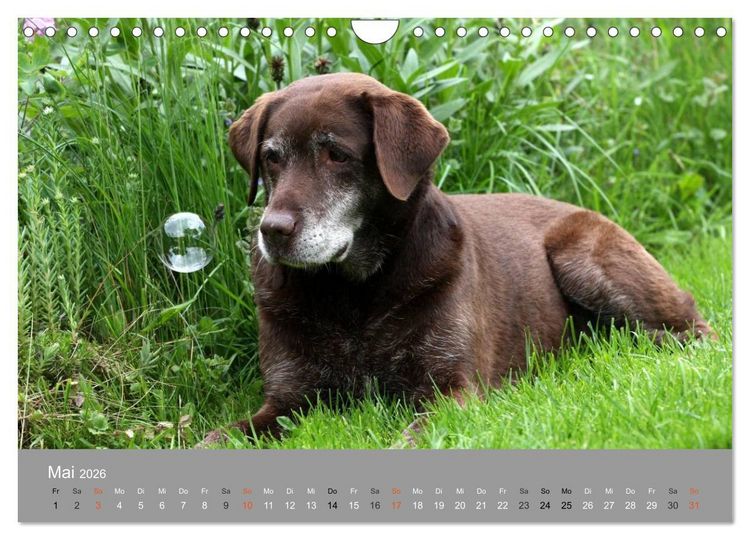 Produktbild: Graue Schnuten - Hunde in den besten Jahren (Wandkalender 2026 DIN A4 quer), CALVENDO Monatskalender