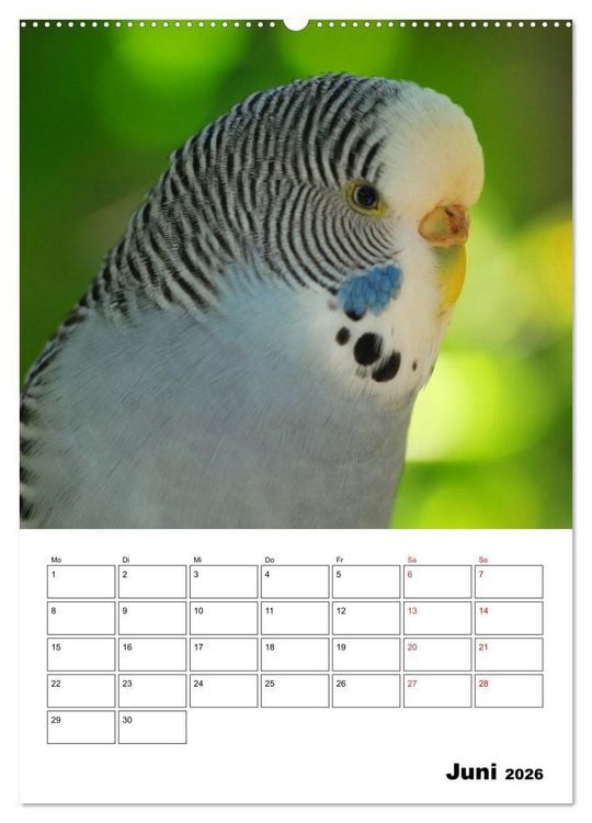 Produktbild: Der Wellensittich - mein bester Freund (hochwertiger Premium Wandkalender 2026 DIN A2 hoch), Kunstdruck in Hochglanz