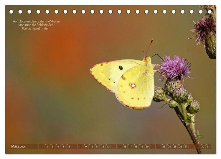 Produktbild: Frankens Insekten (Tischkalender 2026 DIN A5 quer), CALVENDO Monatskalender