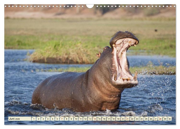 Produktbild: Afrika. Botswanas wundervolle Tierwelt (Wandkalender 2026 DIN A3 quer), CALVENDO Monatskalender
